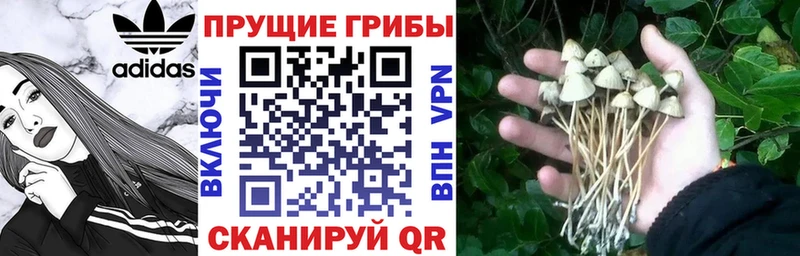 хочу наркоту  блэк спрут вход  Псилоцибиновые грибы MAGIC MUSHROOMS  Ивангород 